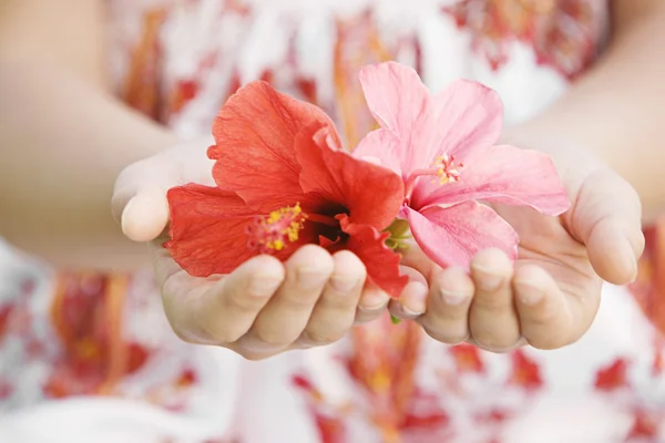 Gros plan des mains d'une fille tenant et offrant des fleurs d'hibiscus rouges et roses . — Photo