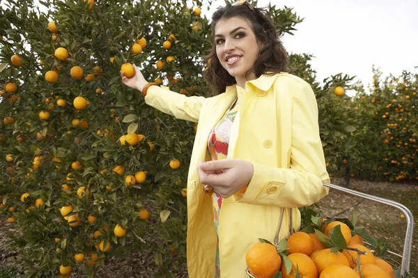 Sofisticata donna che cerca un'arancia da un albero — Foto Stock