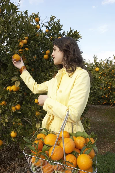 Giovane donna che raccoglie un'arancia da un albero — Foto Stock