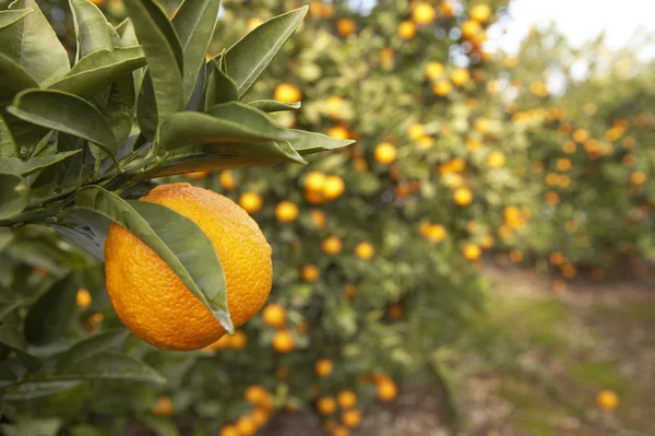 Апельсин, що висить на дереві на апельсиновому гаю . — стокове фото