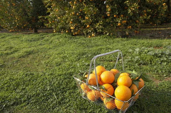 Cesta de compras de alambre llena de naranjas frescas —  Fotos de Stock