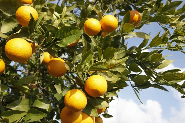 Laranjas frescas penduradas em uma laranjeira — Fotografia de Stock
