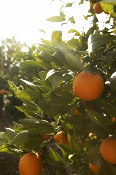 Laranjas frescas penduradas em uma laranjeira com um céu azul atrás . — Fotografia de Stock