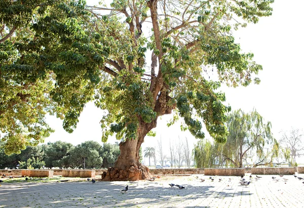 Duże stare drzewa rosnące w strefie betonowa w obszar miejski — Zdjęcie stockowe