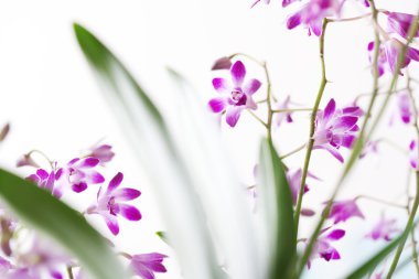 küçük pembe orkide çiçekleri yeşil yaprakları ile