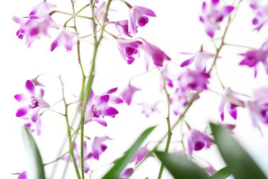 küçük pembe orkide çiçekleri yeşil yaprakları ile