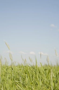 alan uzun yeşil buğday bir mavi gökyüzü arka plan.