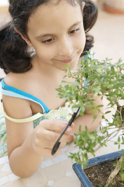 Close up of a young girl concentrated in trimming a bonsai tree — Stock Photo, Image