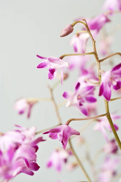 Rosa Mini-Orchideen Blumen — Stockfoto