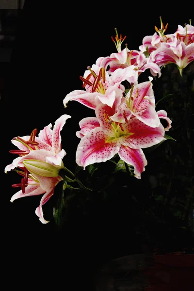Δονούμενο ροζ ιαπωνική lillies — Φωτογραφία Αρχείου