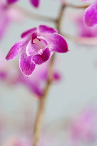 Закройте детали фиолетовой орхидеи — стоковое фото