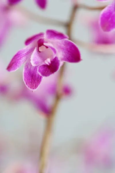 Bliska szczegółów purpurowa orchidea — Zdjęcie stockowe