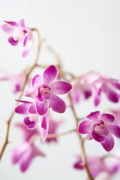 Nahaufnahme Detail der rosa Orchideen — Stockfoto