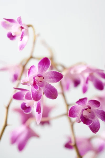 Detalhe fechado de orquídeas cor-de-rosa — Fotografia de Stock