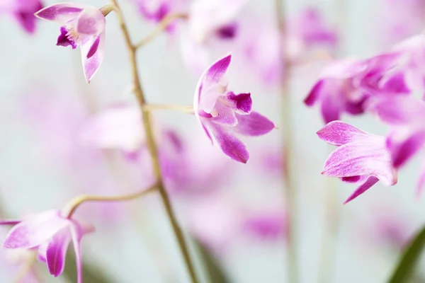 Winzige rosa Orchideen — Stockfoto
