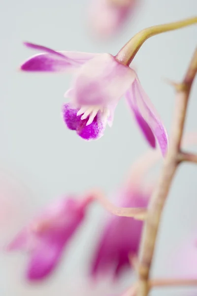 Detalhe fechado de orquídeas cor-de-rosa — Fotografia de Stock