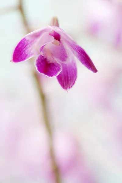 난초 꽃의 보기 닫기 — 스톡 사진