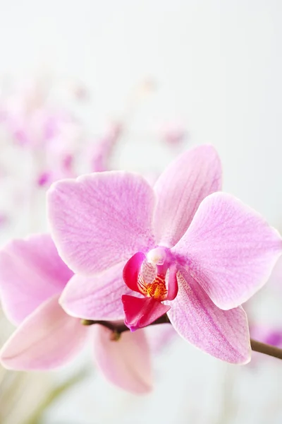 Детальный вид двух розовых орхидей — стоковое фото