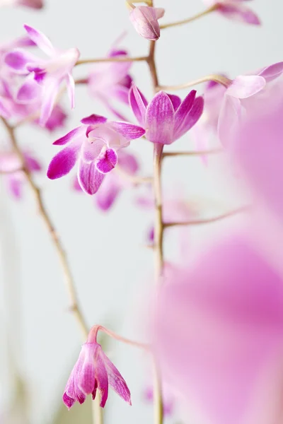 Skupina růžové orchideje — Stock fotografie