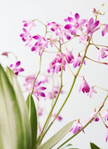 Små rosa orkidé blommor med gröna blad — Stockfoto