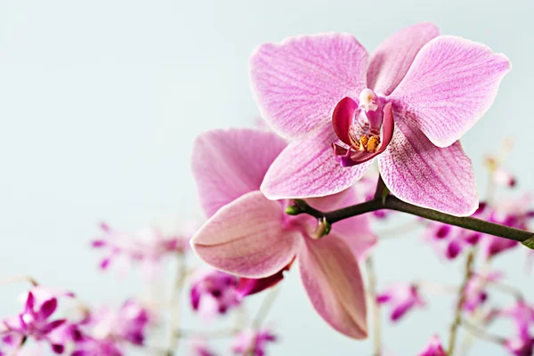 Detalle cercano de dos orquídeas rosadas —  Fotos de Stock