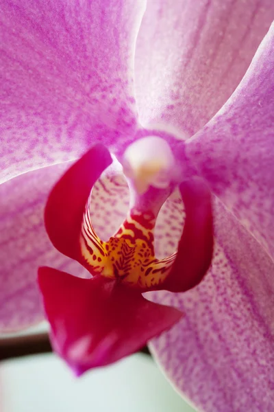 Vista de uma orquídea rosa . — Fotografia de Stock