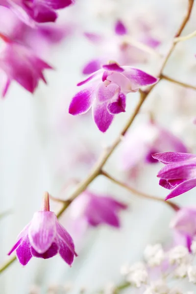 Малые фиолетовые орхидеи — стоковое фото