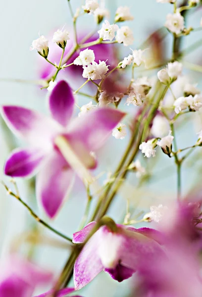 Orquídeas roxas e pequenas flores brancas — Fotografia de Stock