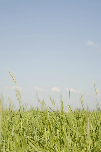 Field of long green wheat with a blue sky background. — Stock Photo, Image