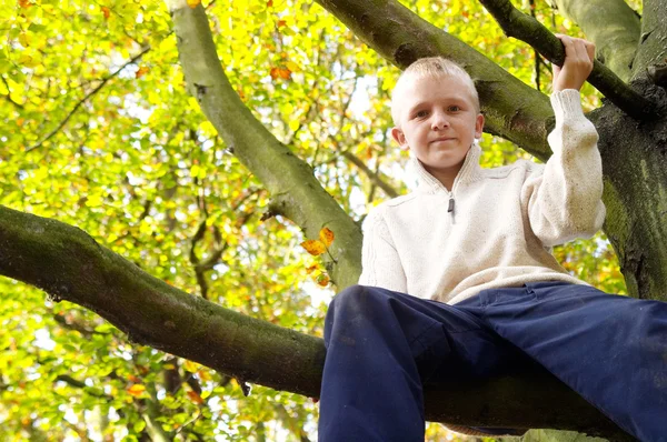 Oy climbing a tree — Stock Photo, Image