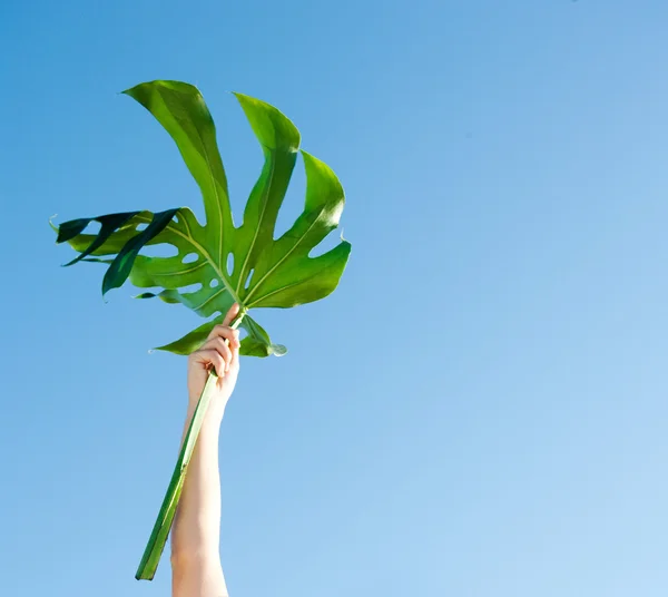 Vrouw met groene verlaten — Stockfoto