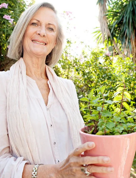 Mujer sosteniendo una maceta con una planta de menta —  Fotos de Stock