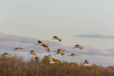 Bir Kum Tepesi Turnası Sürüsü Uçuyor