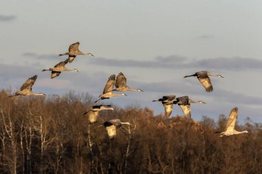 Bir Kum Tepesi Turnası Sürüsü Uçuyor