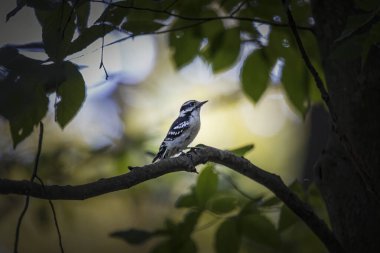 Parktaki pasaklı ağaçkakan (Dryobates ergenleri). Kuzey Amerika 'nın en küçük ağaçkakanıdır..