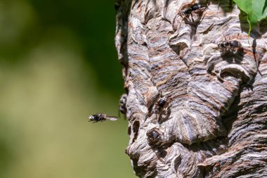 Kel yüzlü eşek arısı (Dolichovespula maculata) parktaki bir ağaçtaki yuva. Eşek arısı türleri ayrıca kel yüzlü havadan sarı ceket, kel yüzlü eşek arısı, kel eşek arısı, beyaz yüzlü eşek arısı vs. olarak da bilinir.