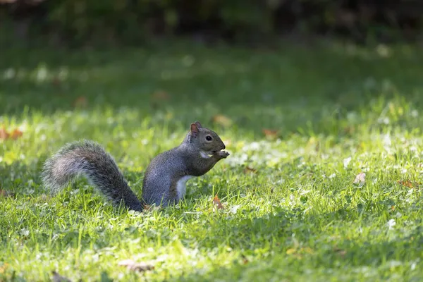 Das Östliche Grauhörnchen Sciurus Carolinensis Park — Stockfoto