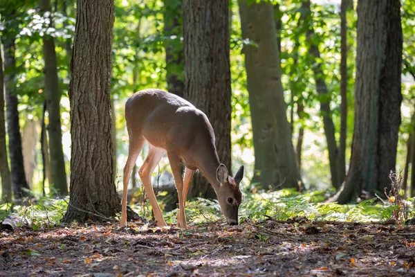 White Tailed Deer Virginia Deer Autumn Forest — Stock Photo, Image