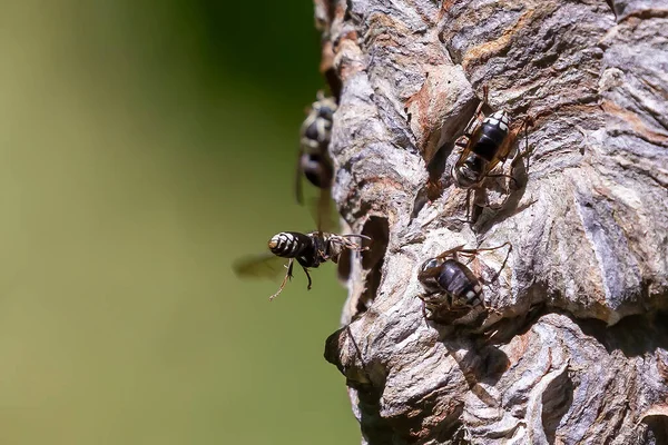 Kel Yüzlü Eşek Arısı Dolichovespula Maculata Parktaki Bir Ağaçtaki Yuva — Stok fotoğraf