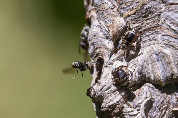 Kel yüzlü eşek arısı (Dolichovespula maculata) parktaki bir ağaçtaki yuva. Eşek arısı türleri ayrıca kel yüzlü havadan sarı ceket, kel yüzlü eşek arısı, kel eşek arısı, beyaz yüzlü eşek arısı vs. olarak da bilinir.