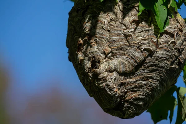 Лысый Шершень Dolichovespula Maculata Гнездо Дереве Парке Виды Осы Известны — стоковое фото