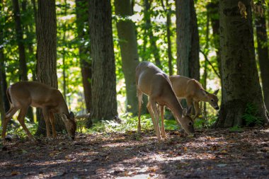 Beyaz kuyruklu geyik ya da sonbahar ormanındaki Virginia geyiği..