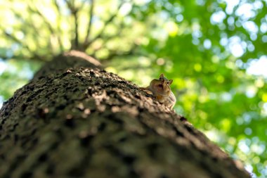 Parktaki doğu sincabı (Tamias striatus)