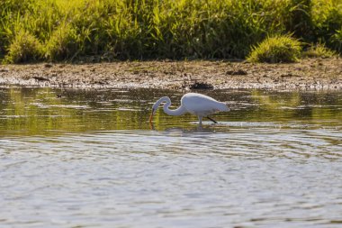 Büyük balıkçıl (