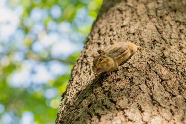 Parktaki doğu sincabı (Tamias striatus)