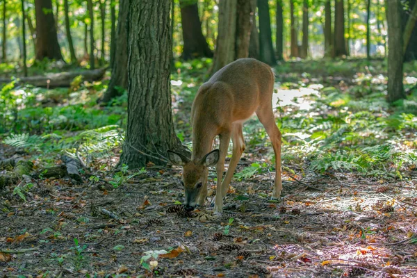 Cervo Dalla Coda Bianca Cervo Della Virginia Nella Foresta Autunnale — Foto Stock