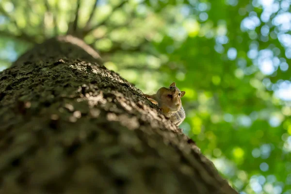 Das Streifenhörnchen Tamias Striatus Park — Stockfoto