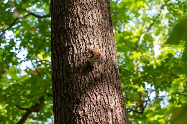 Esquilo Oriental Tamias Striatus Parque — Fotografia de Stock