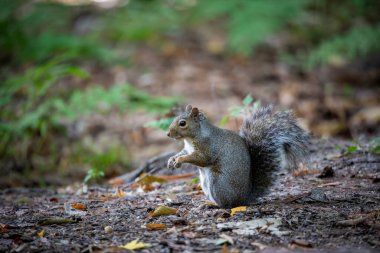 Parktaki doğu gri sincabı (Sciurus carolinensis)