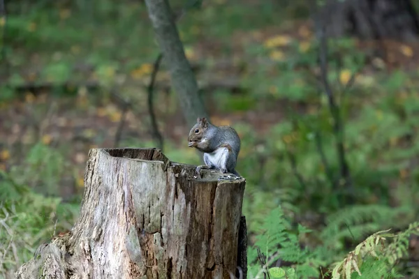 Keleti Szürke Mókus Sciurus Carolinensis Parkban — Stock Fotó